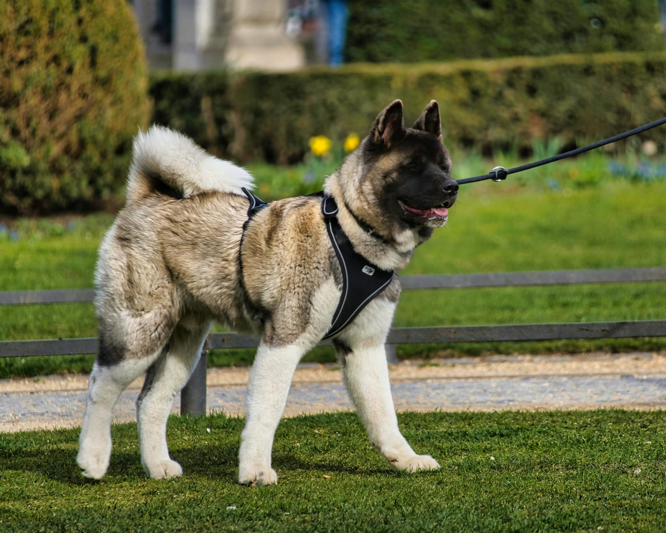 Akita dog standing on grass wearing a black harness and leash in a park setting