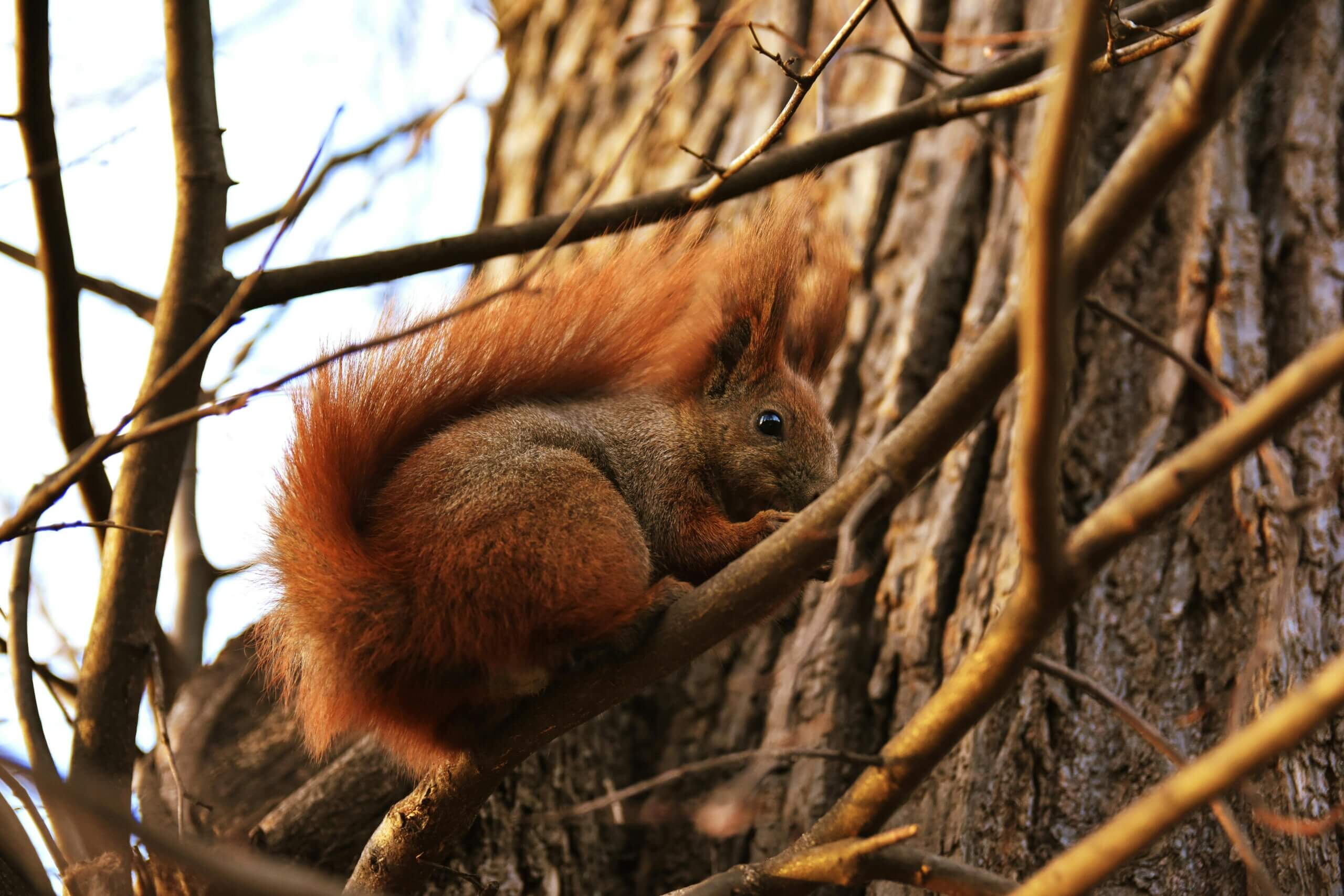 Red squirrel with bushy tail perched on a tree branch among bare branches