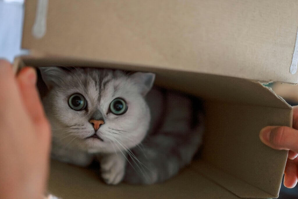 Wide-eyed gray tabby cat peeking out from inside a cardboard box held by two hands.