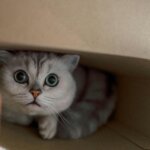 Wide-eyed gray tabby cat peeking out from inside a cardboard box held by two hands.