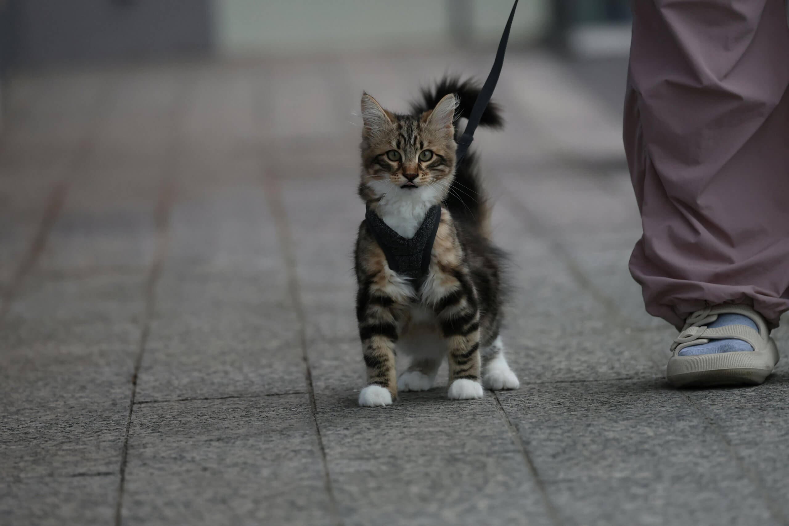 Tabby kitten wearing a black harness and leash standing on a sidewalk next to a person in pink pants and sneakers