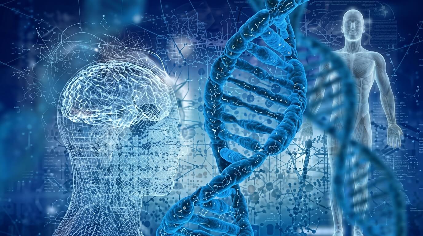 3D illustration of human brain, DNA double helix, and transparent human figure representing genetics and neuroscience.