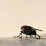 Close-up of a common housefly with red eyes resting on a light surface against a blurred background.