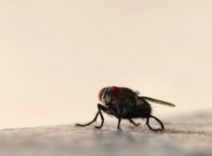 Close-up of a common housefly with red eyes resting on a light surface against a blurred background.