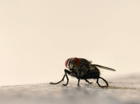 Researchers Simulate Fruit Fly Brain Controlling Virtual Body