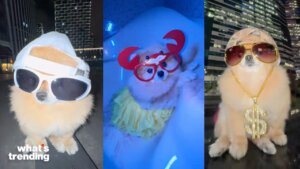 A viral, real-life internet famous Pomeranian has crossed over into the crypto world.